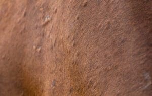 Supporting Your Horse Holistically